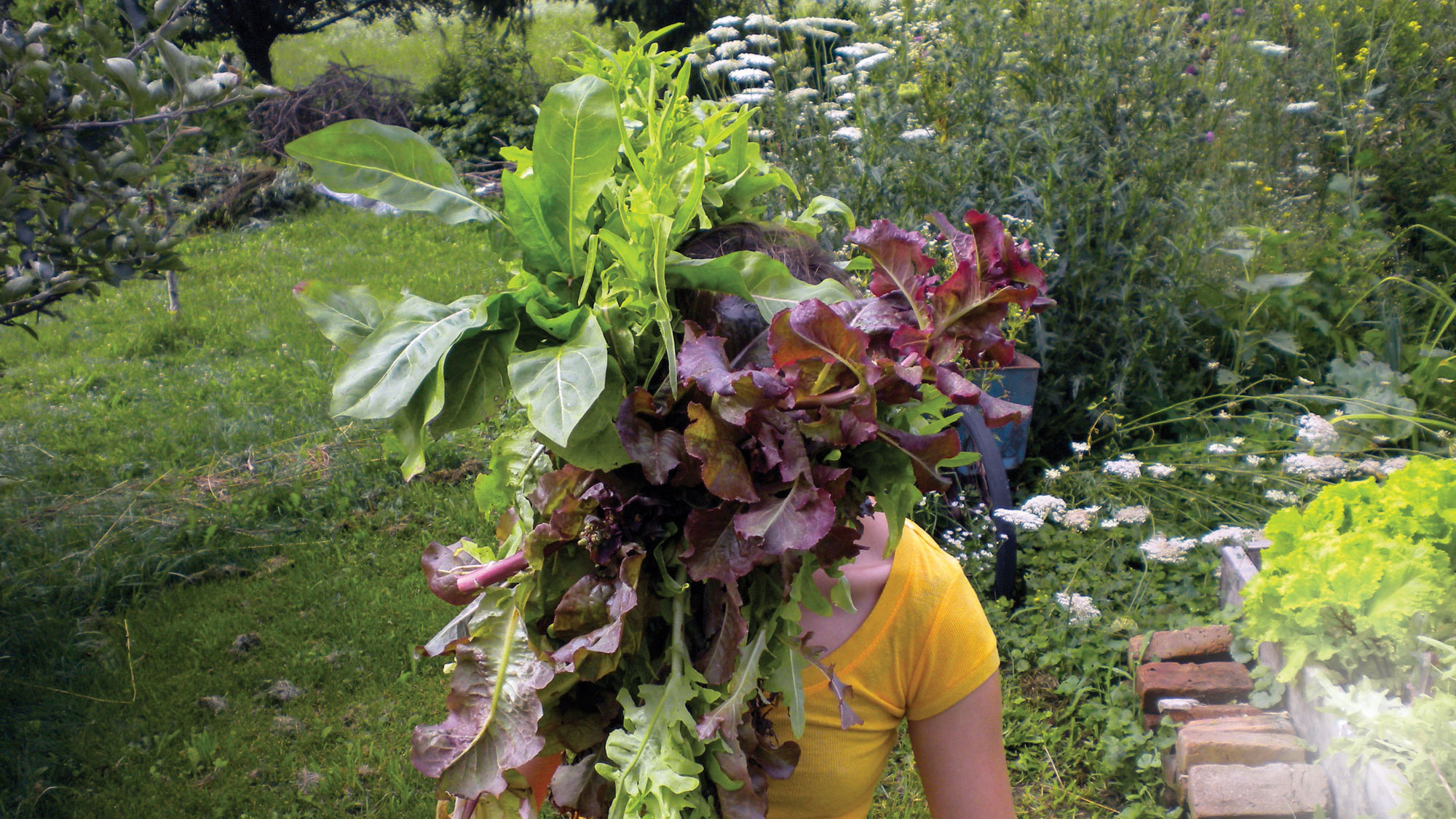 A woman wearing a yellow t-shirt walking there lush natural garden with various types of lettuce blocking her face. 