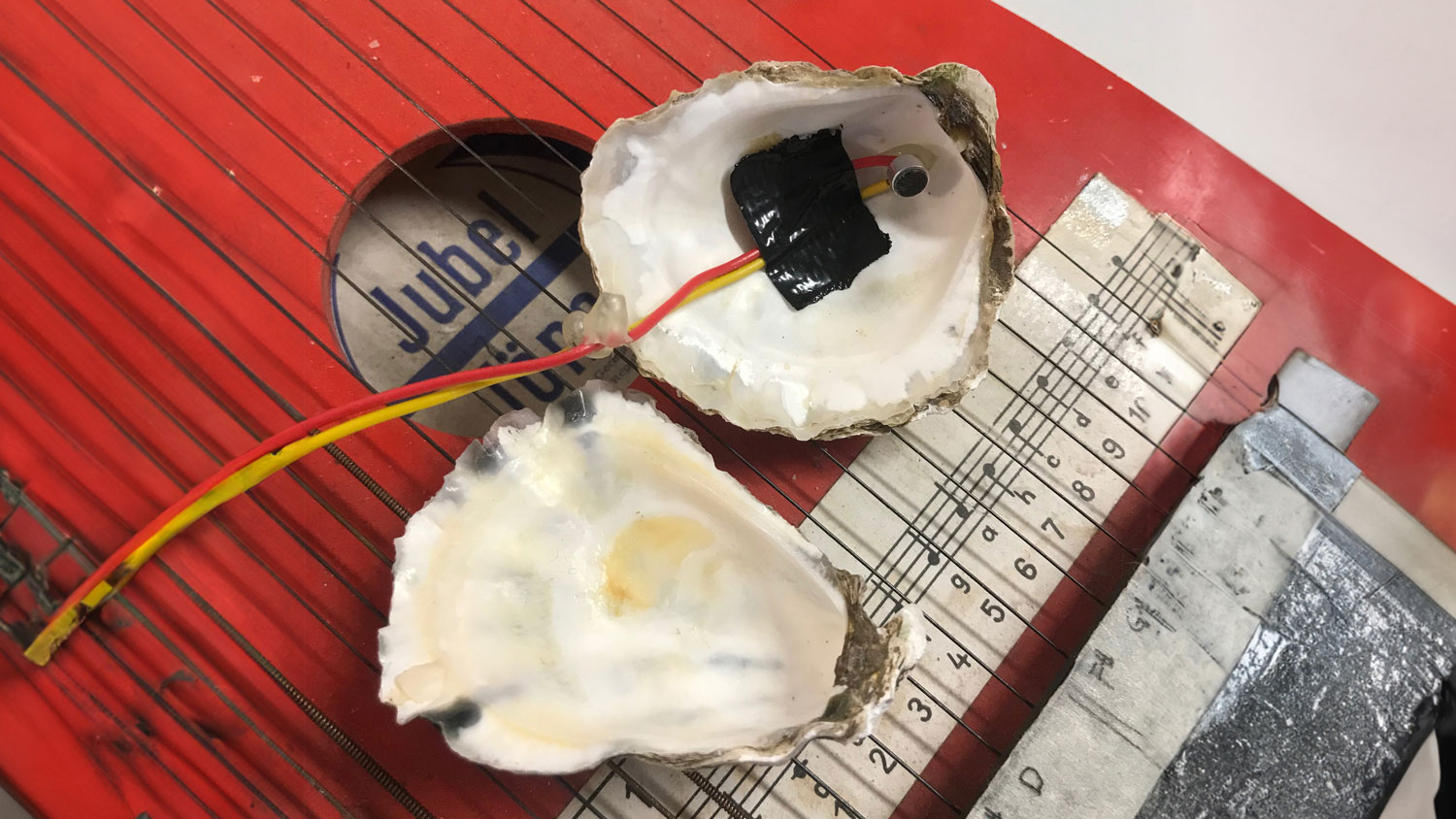 an oyster shell mic'ed and sitting on a string instrument with a musical scale taped to it.