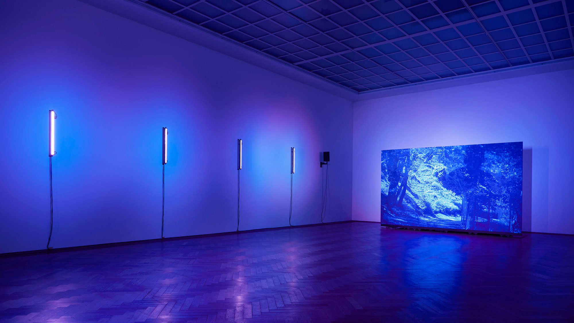 a screen in a gallery lit with purple walls