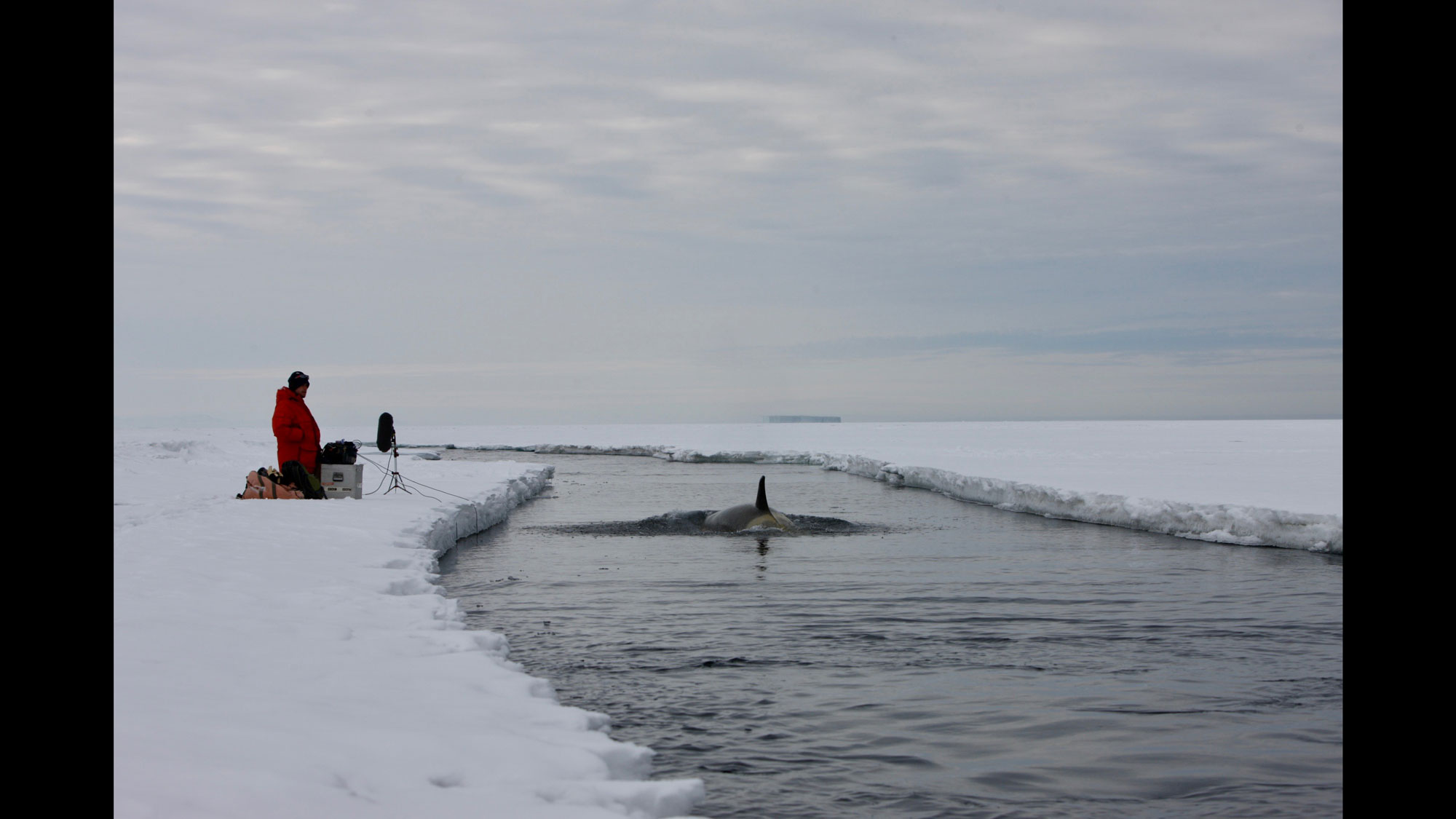 An orca whale fin passing through an icy channel as a person in a red coat looks on. 