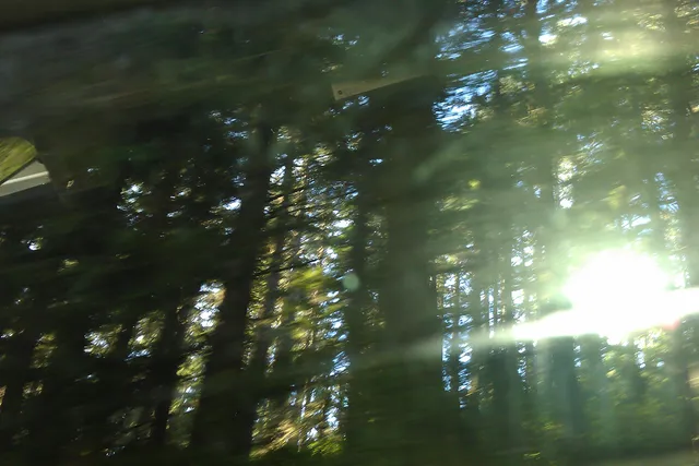 A blurred photo of sunlight coming through trees from a moving car.