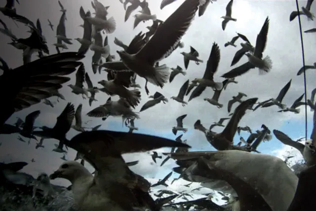 A flock of seagulls swirling around the camera, invading its space. 