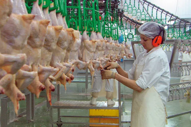 Dead and plucked chickens hanging by there feet from a green rack as a woman earring a hairnet and headphones processes one. 