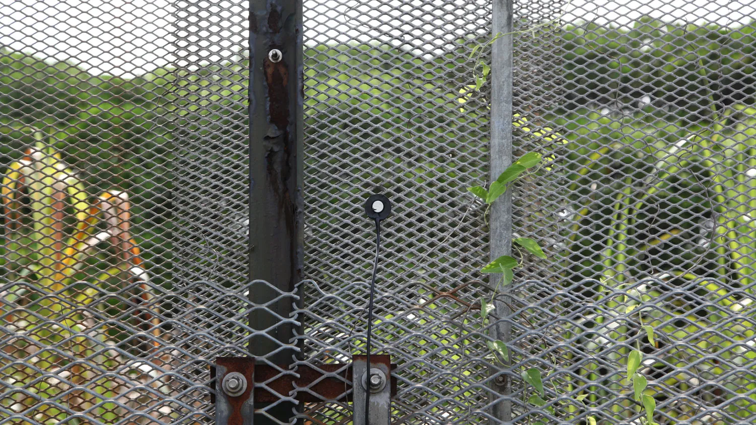 A wire fence covers the frame of the image. The fence has tall grasses and trees behind it and a contact microphone is attached to the metal.